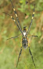 Trichonephila senegalensis annulata