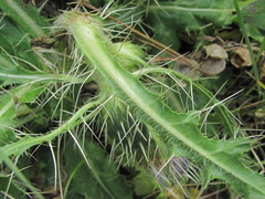 Cirsium rhizocephalum