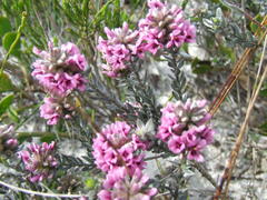 Amphithalea ericifolia erecta