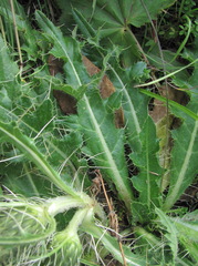 Cirsium rhizocephalum