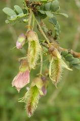 Ormocarpum trichocarpum