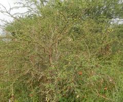 Ormocarpum trichocarpum