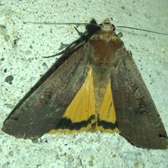 Noctua pronuba
