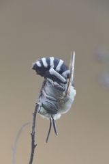 Amegilla quadrifasciata