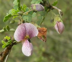 Ormocarpum trichocarpum