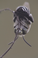 Amegilla quadrifasciata