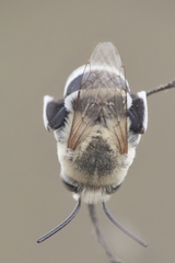 Amegilla quadrifasciata