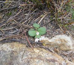 Crassula capensis capensis