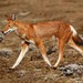 Ethiopian Wolf - Photo (c) markus lilje, some rights reserved (CC BY-NC-ND), uploaded by markus lilje