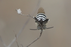Amegilla quadrifasciata