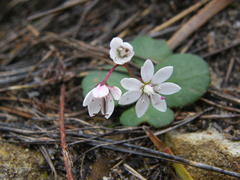 Crassula capensis capensis