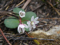 Crassula capensis capensis