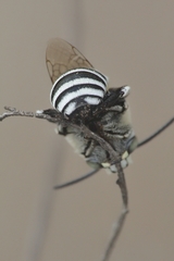 Amegilla quadrifasciata