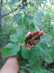 Bursera heteresthes