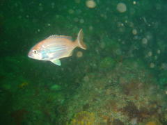 Pterogymnus laniarius