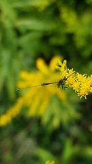 Gasteruption jaculator