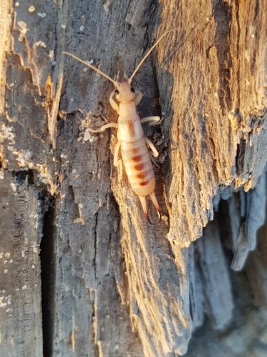 photo of Shore Earwig (Labidura riparia)