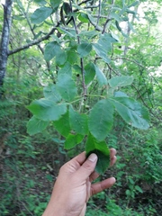 Bursera heteresthes