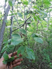 Bursera heteresthes