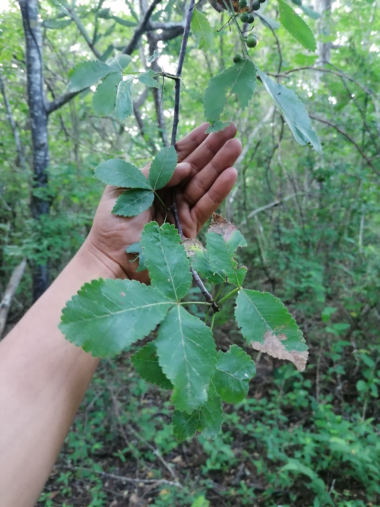 Bursera heteresthes