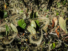 Cercocarpus betuloides blancheae
