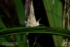 Phaeoparia lineaalba