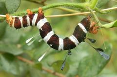 Rhanidophora cinctigutta