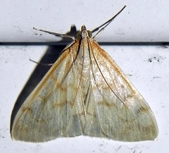 Hahncappsia pergilvalis