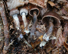 Cortinarius brunneus