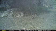 Lepus saxatilis subrufus
