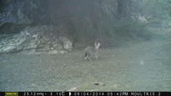 Lepus saxatilis subrufus