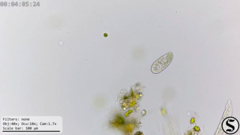 Dexiotricha colpidiopsis