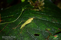 Polichnodes americana