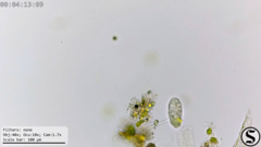 Dexiotricha colpidiopsis