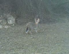 Lepus saxatilis subrufus