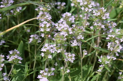 Thymus dzevanovskyi