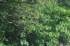 Tabernaemontana ventricosa