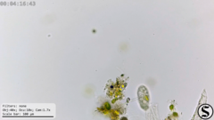 Dexiotricha colpidiopsis