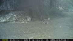 Lepus saxatilis subrufus