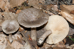 Lactarius pyrogalus