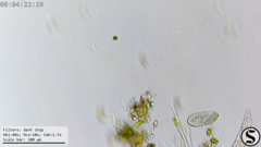 Dexiotricha colpidiopsis