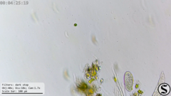 Dexiotricha colpidiopsis