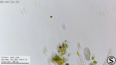 Dexiotricha colpidiopsis