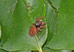 Chinattus parvulus