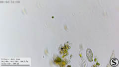 Dexiotricha colpidiopsis