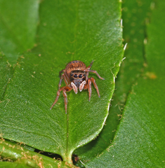 Chinattus parvulus