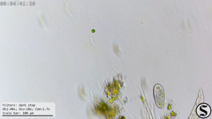 Dexiotricha colpidiopsis