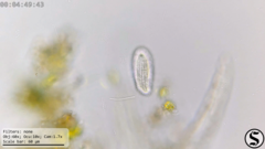 Dexiotricha colpidiopsis