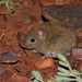 Desert Mouse - Photo (c) Michael Sale, some rights reserved (CC BY-NC)