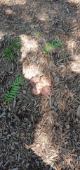 Fungi